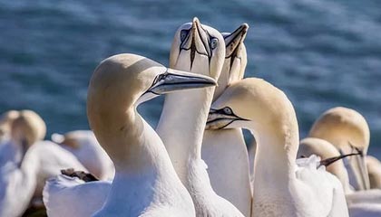 米乐M6-CBA｜曾凡博：食指还打不了弯 外教帮助调整罚球动手型